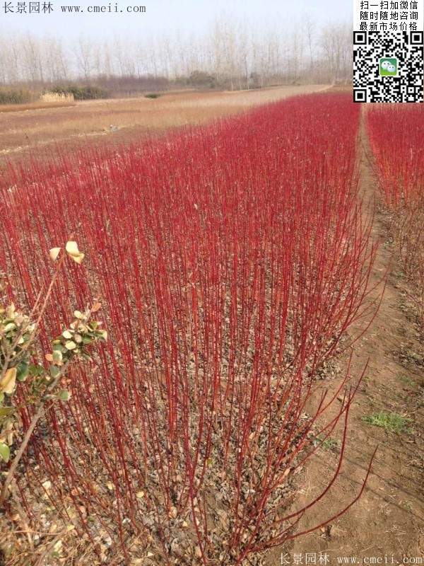 紅瑞木基地 紅瑞木基地