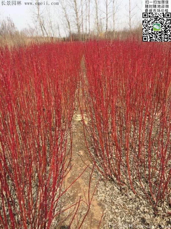 紅瑞木--長(cháng)景園林