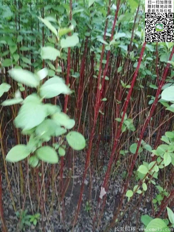 紅瑞木--長(cháng)景園林