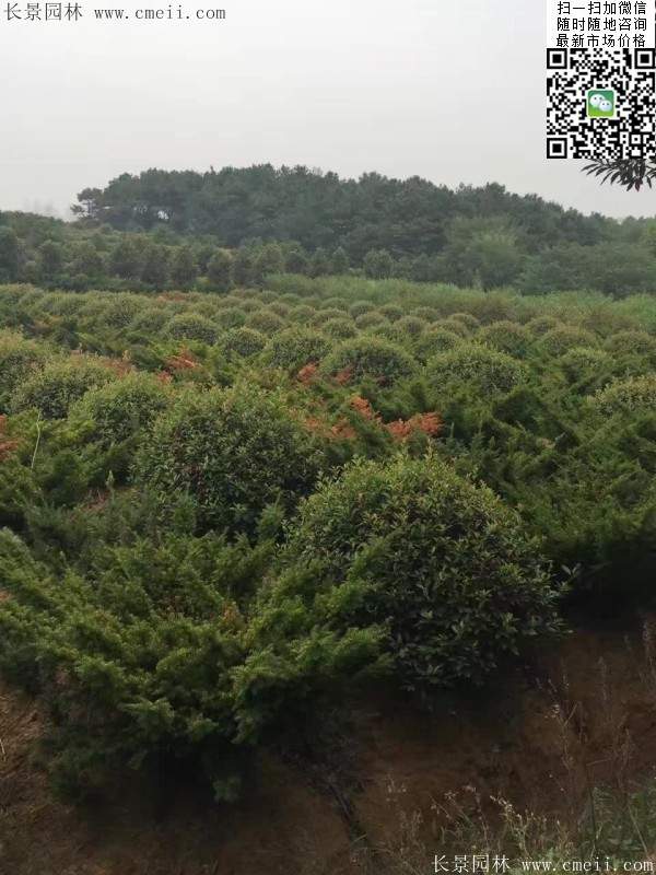 紅葉石楠--長(cháng)景園林 紅葉石楠--長(cháng)景園林