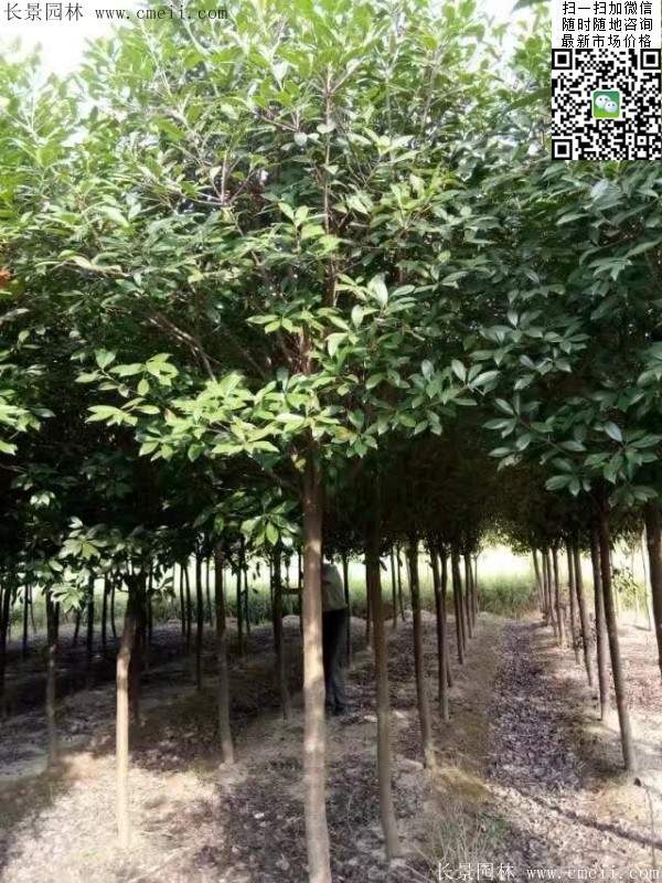 紅葉石楠--長(cháng)景園林 紅葉石楠--長(cháng)景園林