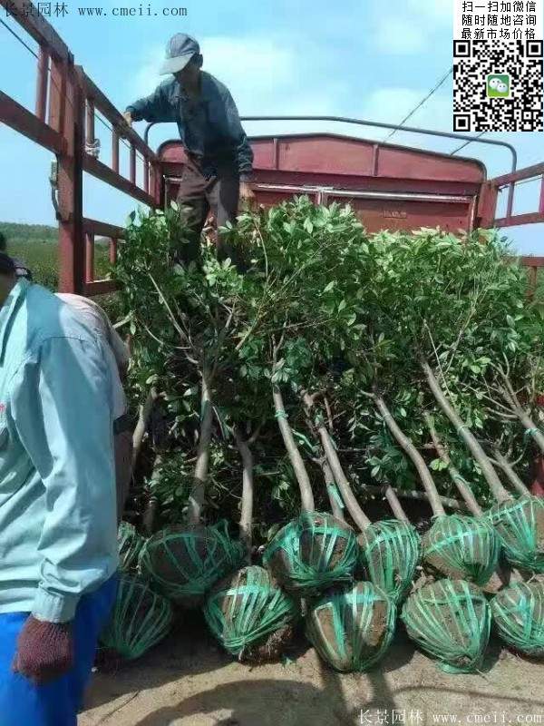 紅葉石楠--長(cháng)景園林 紅葉石楠--長(cháng)景園林