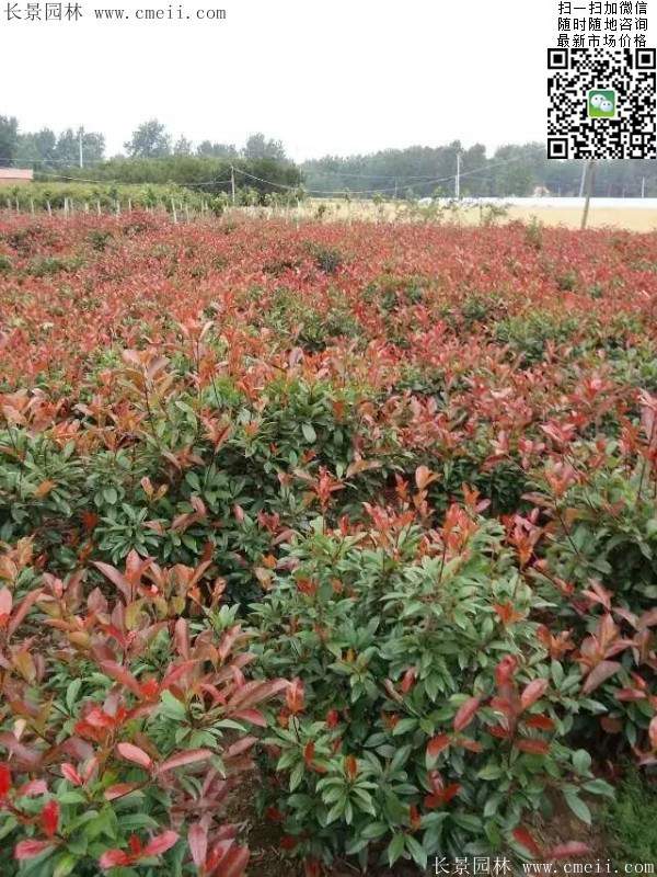 紅葉石楠--長(cháng)景園林