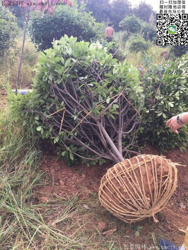 紅葉石楠--長(cháng)景園林 紅葉石楠--長(cháng)景園林
