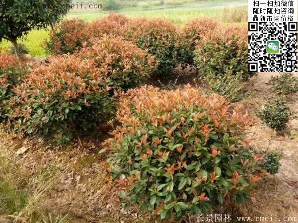 紅葉石楠--長(cháng)景園林 紅葉石楠--長(cháng)景園林