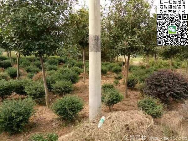 紅葉石楠--長(cháng)景園林
