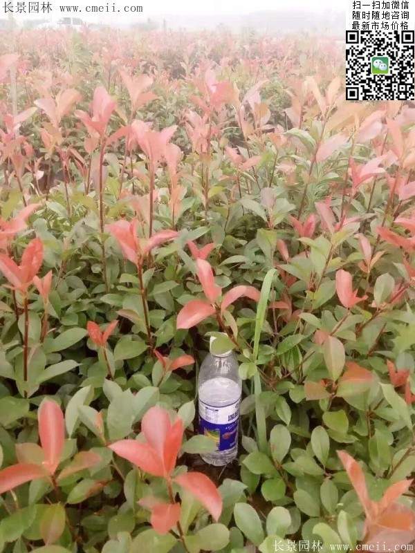 紅葉石楠--長(cháng)景園林