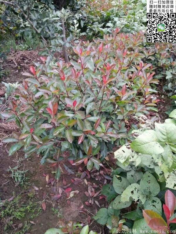 紅葉石楠--長(cháng)景園林