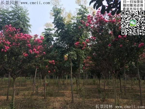 專(zhuān)家告訴你，市場(chǎng)上紫薇花樹(shù)價(jià)格是多少？