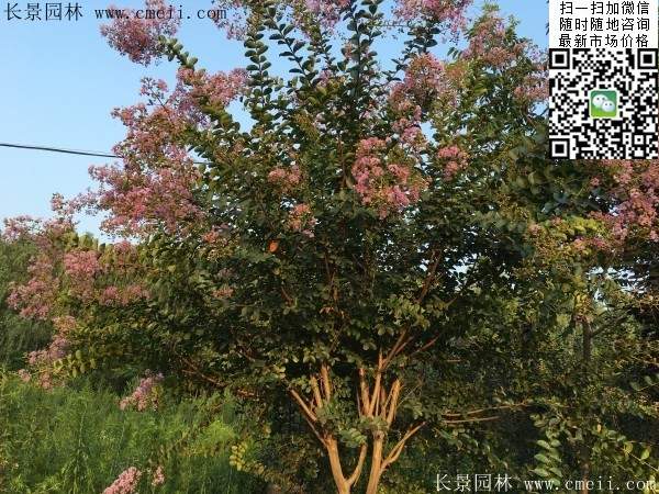 專(zhuān)家告訴你，市場(chǎng)上紫薇花樹(shù)價(jià)格是多少？