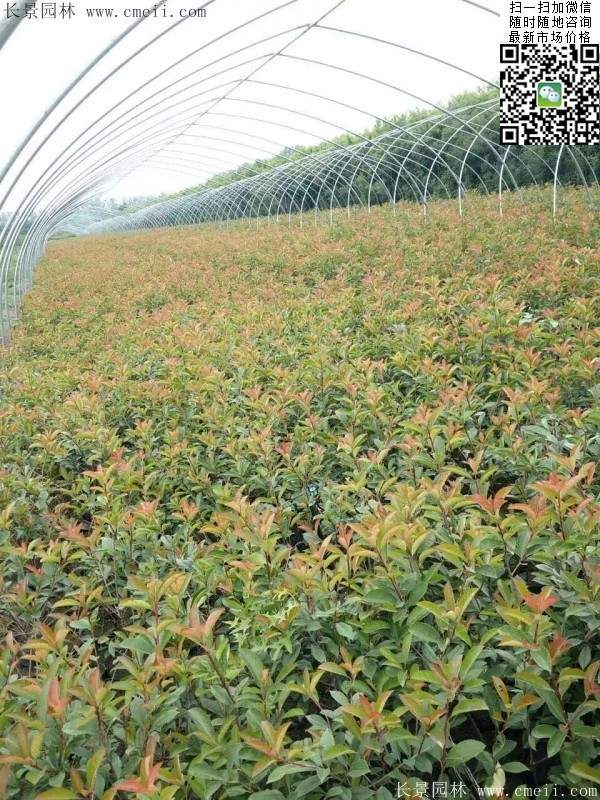 紅葉石楠小苗--長(cháng)景園林
