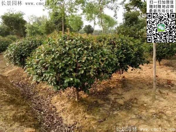 紅葉石楠--長(cháng)景原理