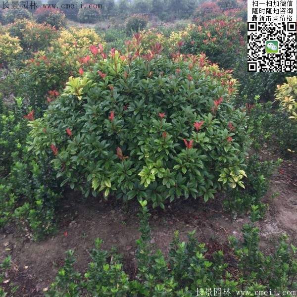 紅葉石楠--長(cháng)景原理