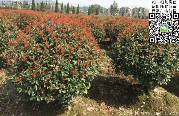 紅葉石楠--長(cháng)景園林