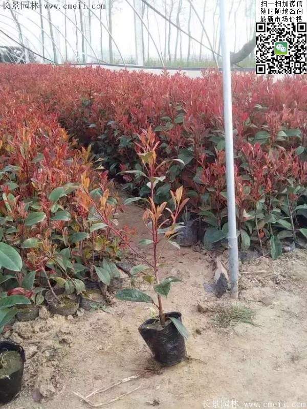 紅葉石楠--長(cháng)景園林