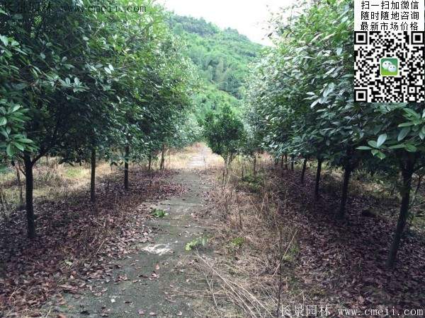 紅葉石楠--長(cháng)景園林