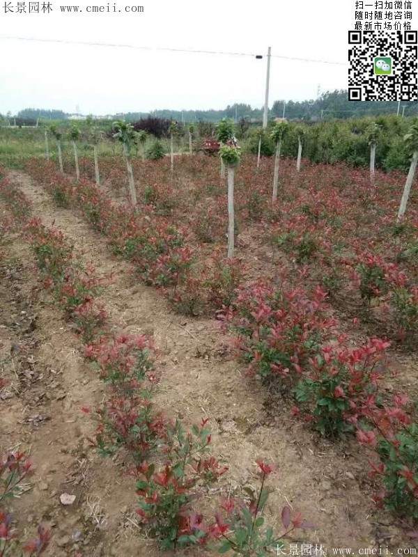 紅葉石楠--長(cháng)景園林