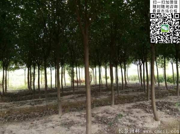 紅葉石楠--長(cháng)景園林