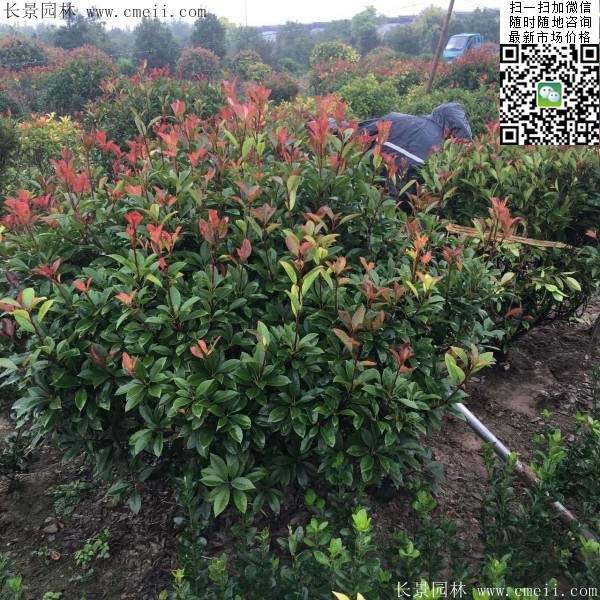 紅葉石楠--長(cháng)景園林 紅葉石楠--長(cháng)景園林