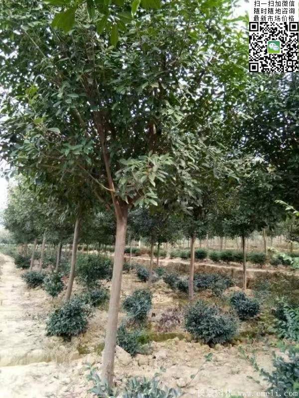 紅葉石楠樹(shù)--長(cháng)景園林 紅葉石楠樹(shù)--長(cháng)景園林