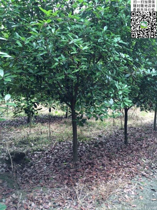紅葉石楠樹(shù)--長(cháng)景園林 紅葉石楠樹(shù)--長(cháng)景園林