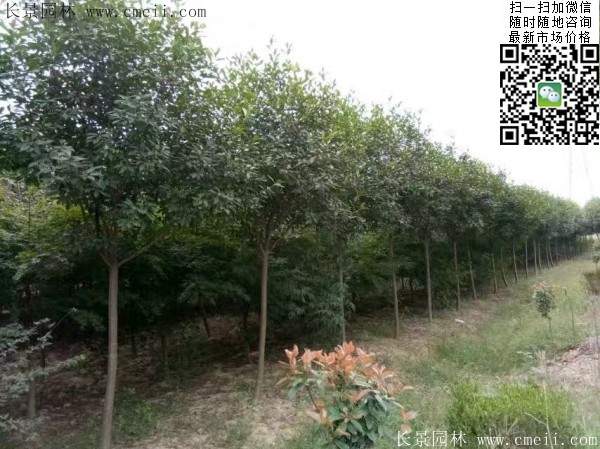 紅葉石楠樹(shù)--長(cháng)景園林 紅葉石楠樹(shù)--長(cháng)景園林