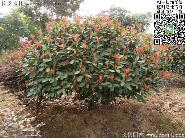 紅葉石楠--長(cháng)景園林
