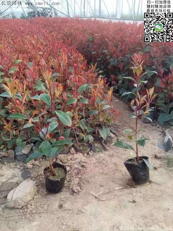 紅葉石楠--長(cháng)景園林 紅葉石楠--長(cháng)景園林