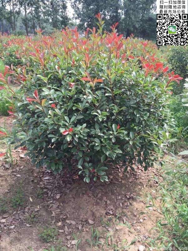 紅葉石楠--長(cháng)景園林 紅葉石楠--長(cháng)景園林