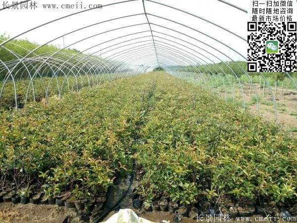 紅葉石楠--長(cháng)景園林 紅葉石楠--長(cháng)景園林