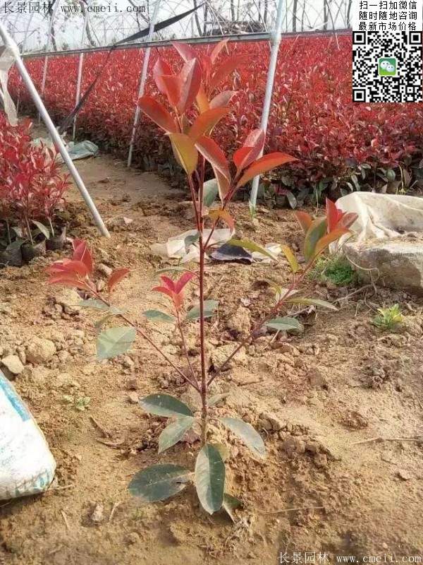 紅葉石楠--長(cháng)景園林 紅葉石楠--長(cháng)景園林