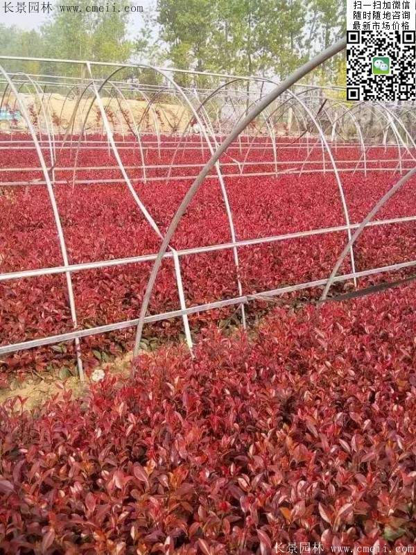 紅葉石楠--長(cháng)景園林 紅葉石楠--長(cháng)景園林