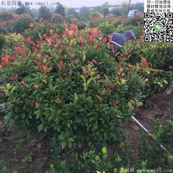 紅葉石楠--長(cháng)景園林 紅葉石楠--長(cháng)景園林