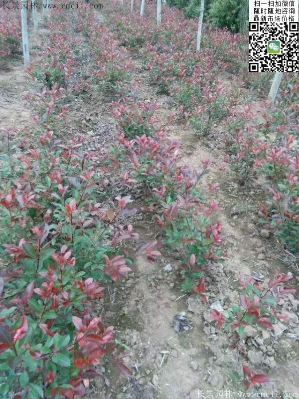 紅葉石楠--長(cháng)景園林