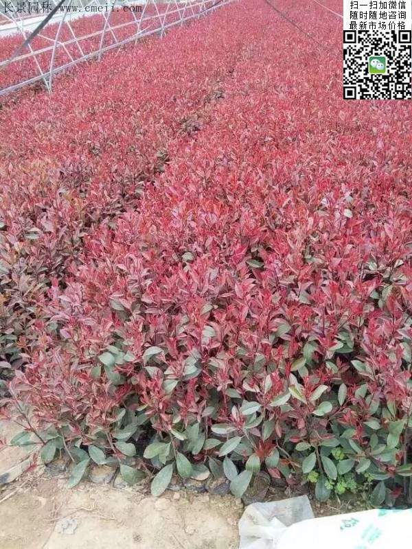 紅葉石楠--長(cháng)景園林