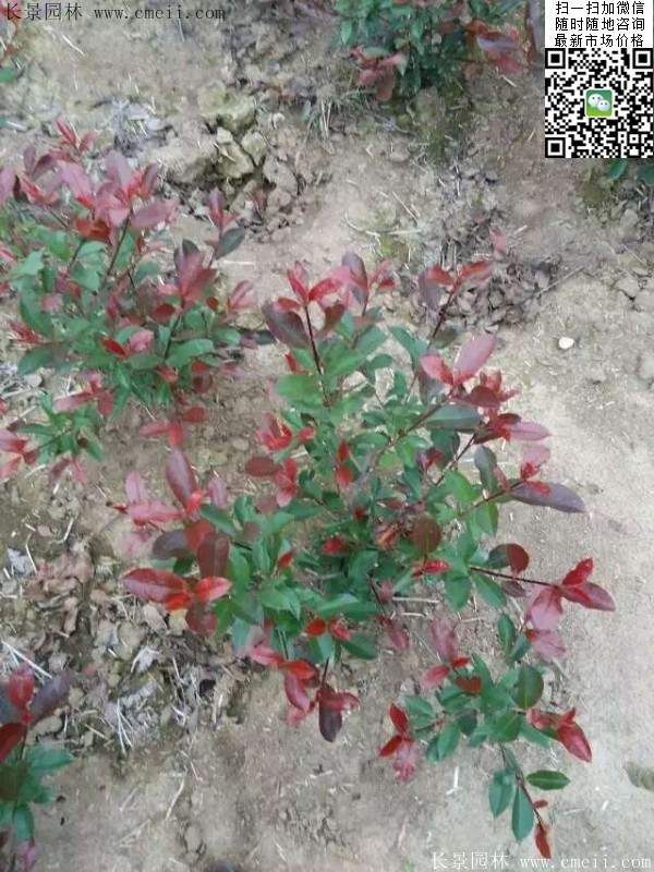 紅葉石楠--長(cháng)景園林