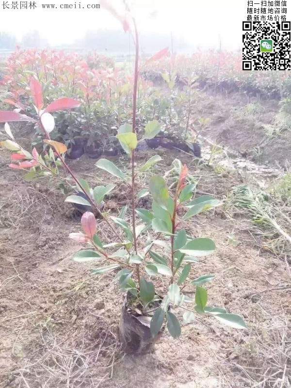 紅葉石楠--長(cháng)景園林