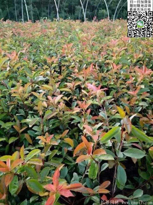 紅葉石楠--長(cháng)景園林