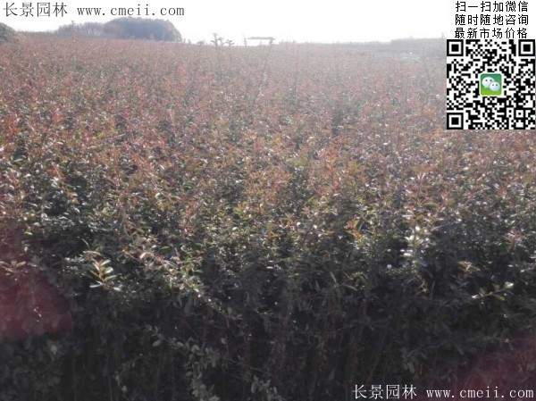 火棘--長(cháng)景園林