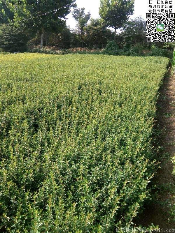 火棘--長(cháng)景園林