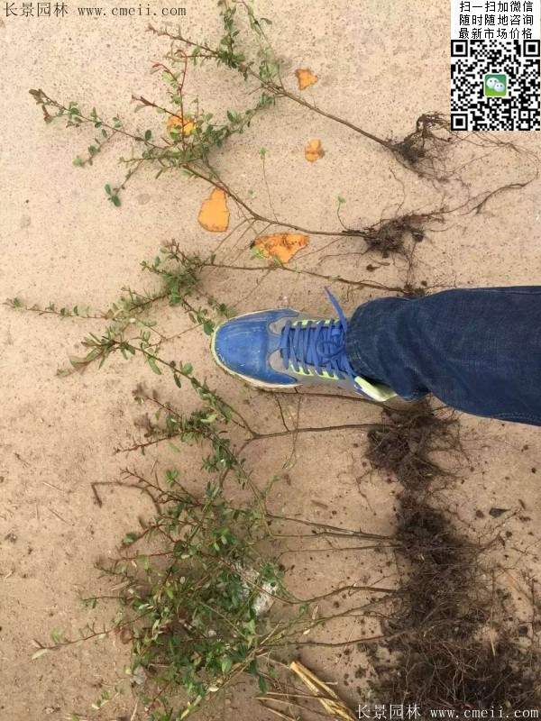 火棘--長(cháng)景園林
