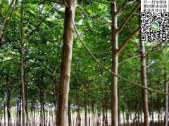 2020下半年最新苦楝樹(shù)苗價(jià)格多少錢(qián)一棵？