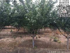 今年的櫻花樹(shù)苗多少錢(qián)一棵？