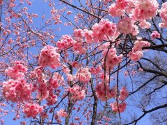 櫻花的花語(yǔ)是什么，有什么寓意？
