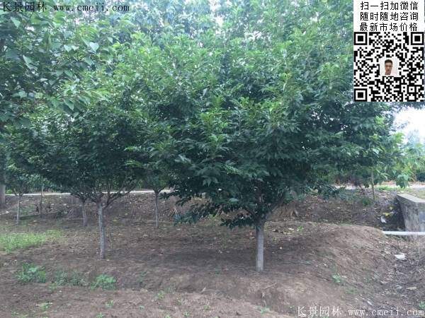 櫻花樹(shù)