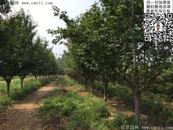 櫻花樹(shù)
