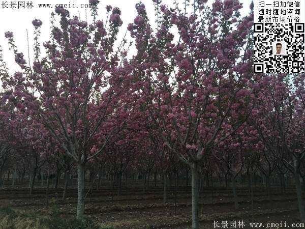櫻花樹(shù)