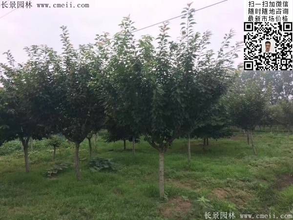 櫻花樹(shù)