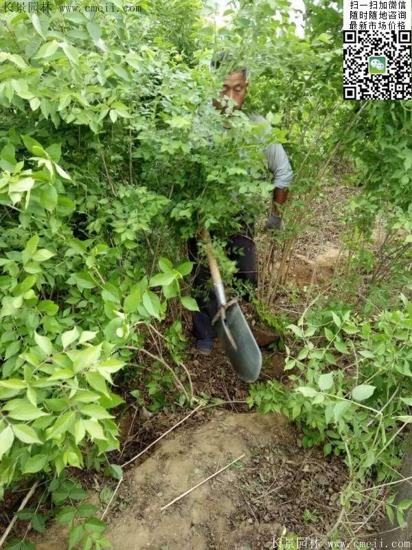 沭陽(yáng)的金銀木 沭陽(yáng)的金銀木