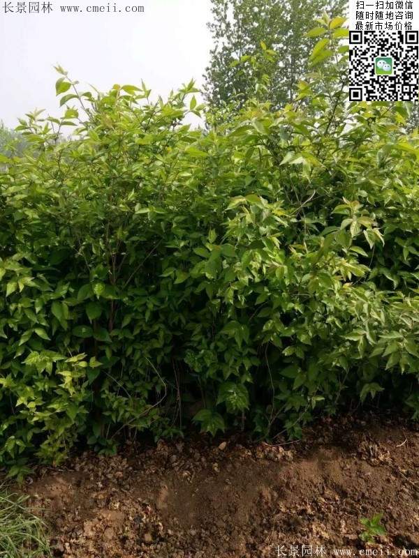 沭陽(yáng)的金銀木 沭陽(yáng)的金銀木